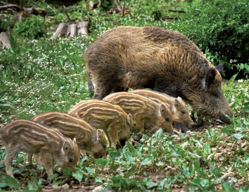 DZIKA PRZYRODA