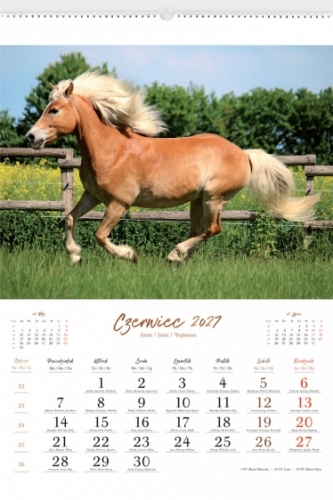 KONIE W OBIEKTYWIE